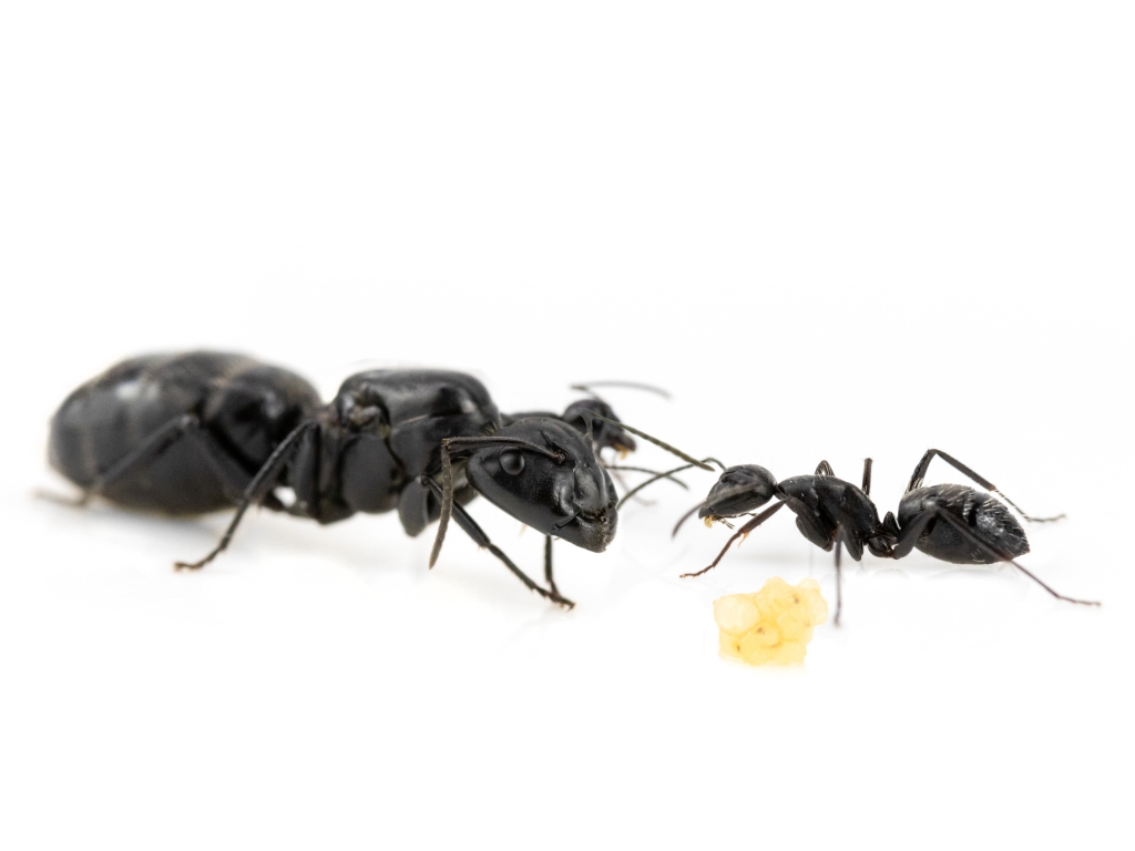 Camponotus vagus